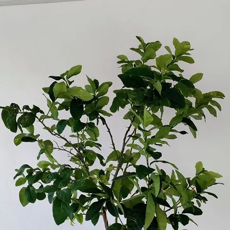 Daire Midie Savelletri